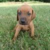 Redbone Coonhound puppy