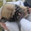 Rocky Fawn Boy Pug Puppies of Cincinnati Ohio Pugs