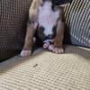 AKC  registered BOXER PUP male fawn