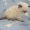 PERSIAN HIMALAYAN KITTEN-CFA