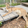 Serval Caracal Mix Expecting March Litter