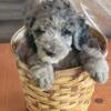 AKC Standard Poodle Puppies NOW AVAILABLE!