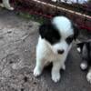 Border collie/Border collie blue Merle