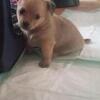 Super cute and small maltipoos