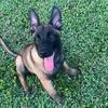 Belgian malinois puppy