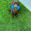 AKC English Labrador puppies.