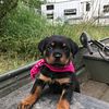 German Rottweiler puppies active, big and beautiful