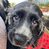 Cocker spaniel puppy