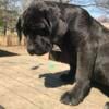 5 month old CANE CORSO PUPPIES MALE AN FEMALE LEFT BRINDLE MOM AND DAD ON SITE