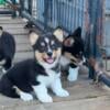 Corgi male puppy 8 weeks old