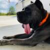 AKC ICCF Cane Corso Custodi Nos Stud