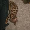 Purebred bengal kittens, from imports