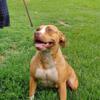 American Pitbull Terrier female available for sale