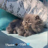 Persian Munchkin kittens
