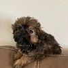 SHIFFON puppy Brussels Griffon (3/4) / Shih tzu (1/4) girl