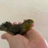 Rare olive green male baby Parrotlet in Orlando, Florida.