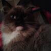 2 male and 2 female Himalayans need rehomed