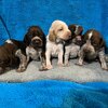 Bracco Italiano (Italian Pointer) Puppies