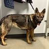 1yr old AKC German Shepherd