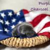 AKC Charcoal & Silver Labrador Retriever Puppies