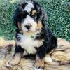 F1b Bernedoodle ❤️