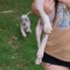 Black piebald Great Dane Puppy SOLD