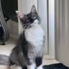 Maine Coon Kitten Available For Forever Home