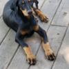 For Sale AKC Doberman pups