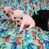 Tiny apple head Chihuahua Puppies
