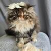 Pure Persian Kitten For New Home (SOLD)