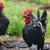 2 Serama roosters for sale