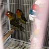 Lovebirds Pair ( Male and Female )