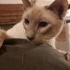 Lilac Siamese Adult Female Cat