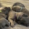 🐾 ICCF Registered Cane Corso Puppies – Ready for Loving Homes 🏡