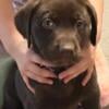 Chocolate Lab Puppies