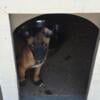 Belgain Malinois Guard Dogs