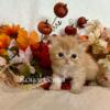 Sweet Male Red Tabby Persian Kittens