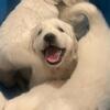 English Cream Golden Retriever