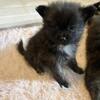 Pomeranian pups