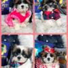 Adorable small puppies located near Chicago