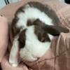 Female Lop Rabbit (Indoor only)