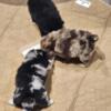 Rare Blue Merle Pomeranian Puppies!