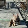 Akc french  bulldog