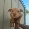 PITBULL PUPS FOR SALE MALE & FEMALE