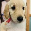 F1 Goldendoodle