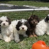 Male Mini Poodles