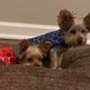 Looking to Rehome Yorkies