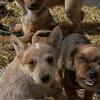 Blue heeler puggle mix