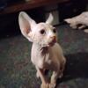 Male Sphynx kitten ready to take home