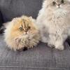 Persian kittens for re-homing
